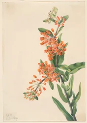 Fjärilsgräs (Ascelpias tuberosa)
