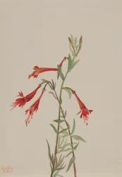 Kalifornisk fuschia (Zauschneria californica)