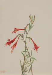 Kalifornien Fuschia Zauschneria californica, 1936.