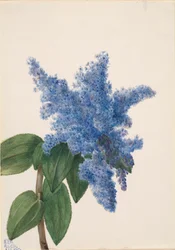 California Lilac Ceanothus thyrsiflorus, 1935.