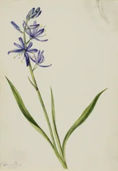 Kamas (Quamasia quamash)
