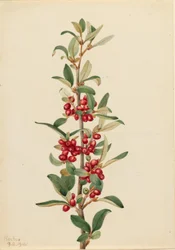 Kanadensiskt buffaloberbär (Lepargyrea canadensis)