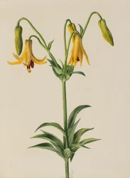 Kanadalilja (Lilium canadense)