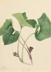 Kanadensisk vild ingefära (Asarum canadense)