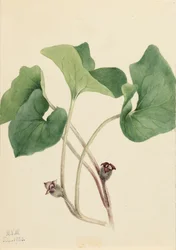 Canada Wild Ginger Asarum canadense, 1920.