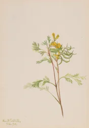 Capnoides aureum, 1918.