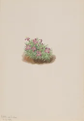 Matta Rosa Silene acaulis, 1905.