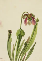 Catesby krukväxt (Sarracenia catesaei)