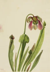 Catesby Pitcherplant Sarracenia catesaei, 1929.