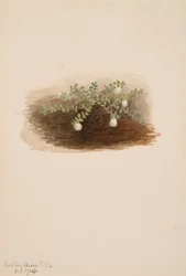 Chiogenes hispidula, 1904.
