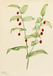 Spännande vriden stjälk Streptopus amplexifolius, 1916.
