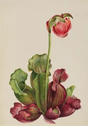 Vanlig krukväxt (Sarracenia purpurea venosa)
