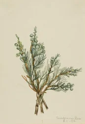 Krypande enbär (Juniperus horizontalis)
