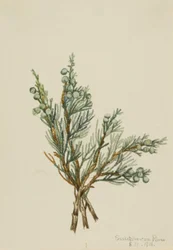 Krypande Juniper Juniperus horizontalis, 1918.