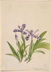 Crested Iris (Iris cristata)