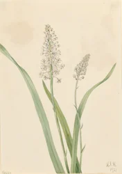 Kråkgift (Chrosperma muscaetoxicum)