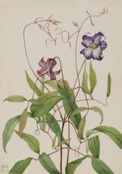 Krusig klematis (Clematis crispa)