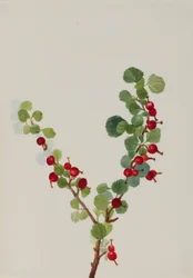 Vinbär (ofärdig) (Ribes-arter)