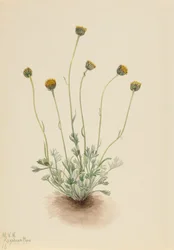 Cut Leaf Fleabane Erigeron match naken, 1921.