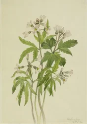 Avskuren tandört Dentaria laciniata, 1918.