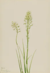 Dödskamander (Zygadenus venenosus)