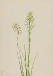 Död Camas Zygadenus venenosus, 1923.