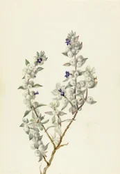 Death Valley Sage Salvia funerea, ca. tidigt 1930-tal.