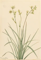 Dödscamas (Zygadenus elegans)