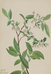 Hjortron (Polycodium stamineum)