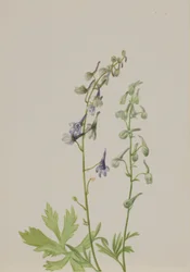 Delfiner (Delphinium scopulorum)