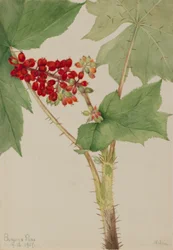 Djävulsklubba (Echinopanax horridum)