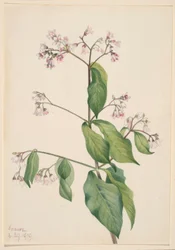 Hundäxing (Apocyum androsaemfolium)