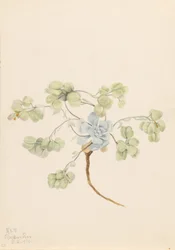 Dubbel blåstång (Physaria didymocarpa)