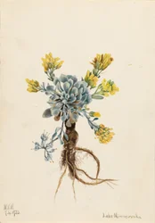 Dubbel blåstång (Physaria didymocarpa)