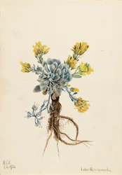 Dubbel blåspola Physaria didymocarpa, 1920.
