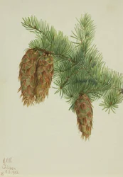 Douglasgran (Pseudotsuga mucronata)