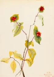 Douglas kaprifol (Lonicera glaucescens)