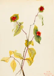 Douglas Honeysuckle Lonicera glaucescens, 1922.