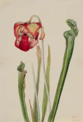 Drummond krukväxt (Sarracenia drummondii)