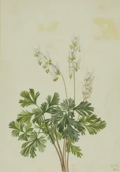 Holländsk brysselkål (Bikukulla cucullaria)