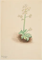 Tidig saxifrage (Saxifraga virginiensis)