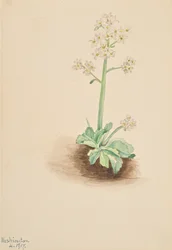 Tidig saxifrage Saxifraga virginiensis, 1917.