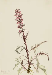 Elefanthuvud (Pedicularis groenlandica)