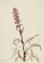 Elephanthead Pedicularis Greenlandica, 1916.