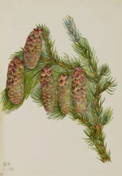 Engelmanngran (Picea engelmanni)