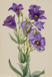 Eustoma russelianum, ca. tidigt 1930-tal.