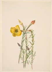 Nattljusblomma (Oenothera lavandalaefolia)