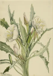 Nattljus (Pachyoplus hirsutus)