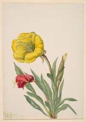 Evening Primrose Oenothera howardi, 1928-1931.