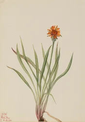 Falsk maskros (Agoseris aurantiaca)